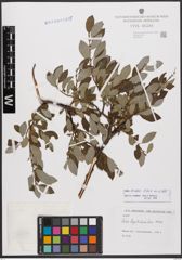 Salix bicolor Ehrh. ex Willd.